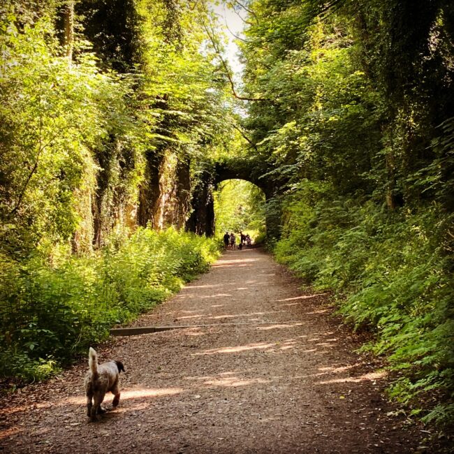 Dog Walking Down a Country Path